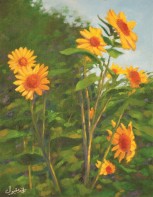 A sunflower encounter